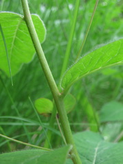 Euphorbia squamosa