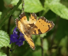 Precis octavia octavia