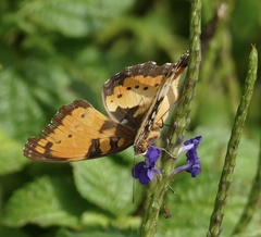 Precis octavia octavia