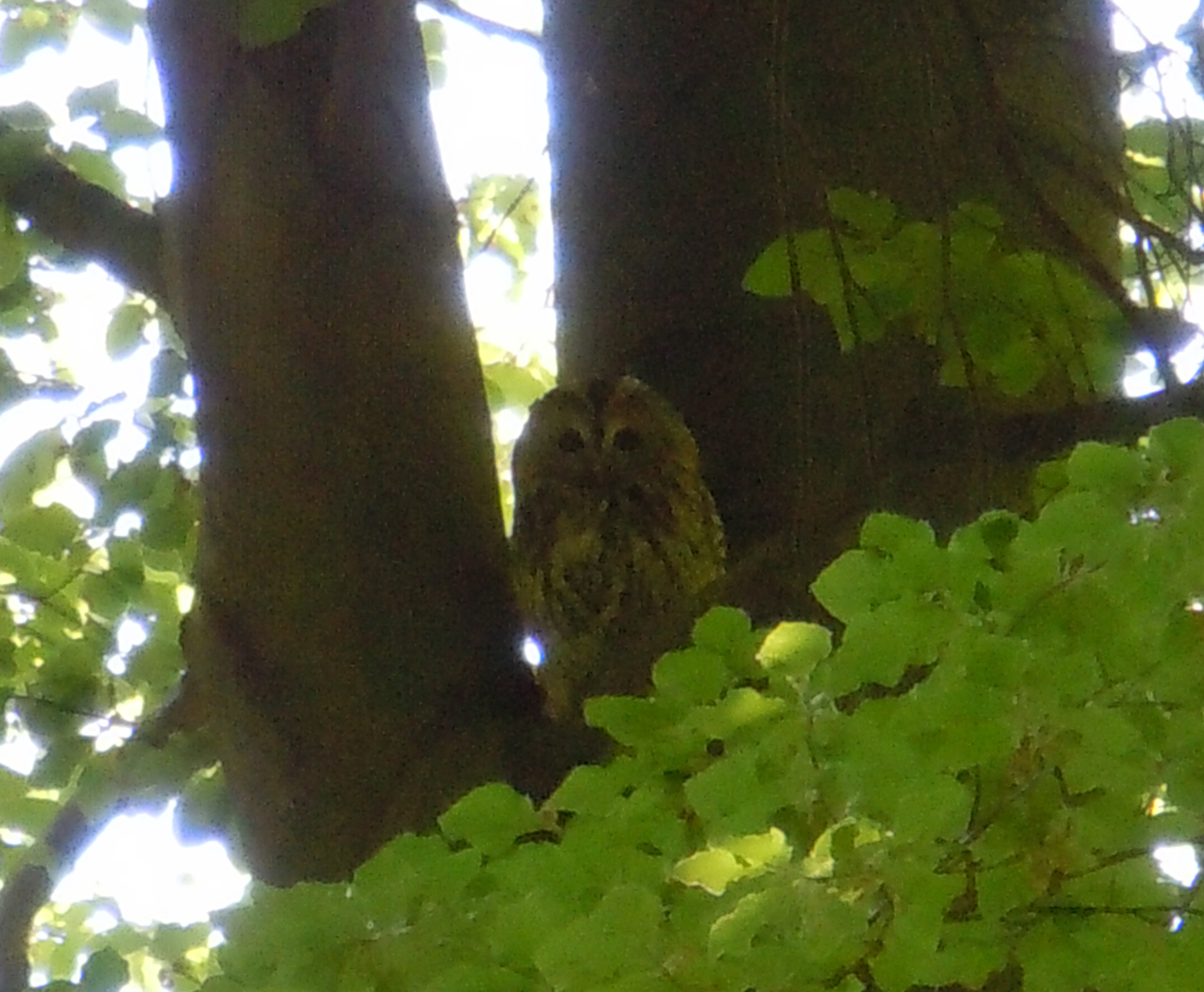Tawny Owl