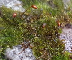 Rhynchostegiella tenella