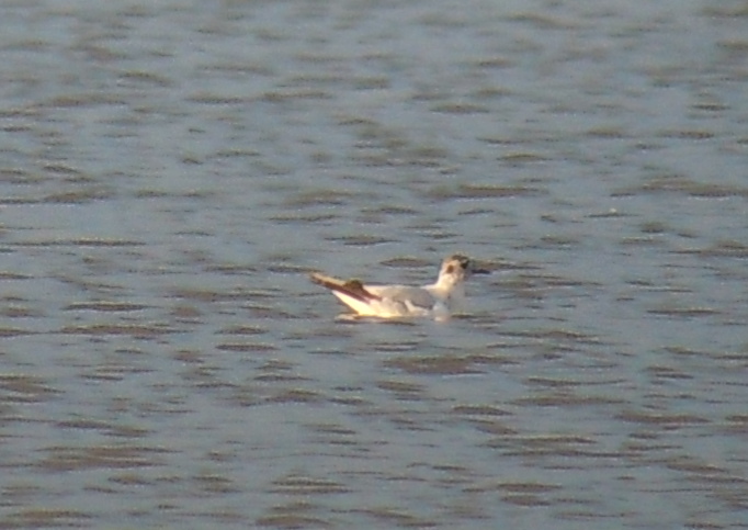 Little Gull