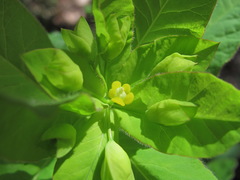 Euphorbia squamosa