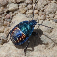 Parajalla sanguineosignata