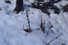 Orobanche crenata