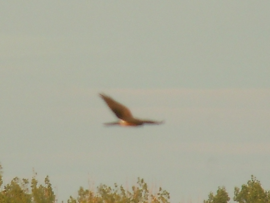 Montagu's Harrier
