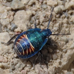 Parajalla sanguineosignata