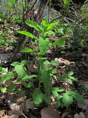 Euphorbia squamosa