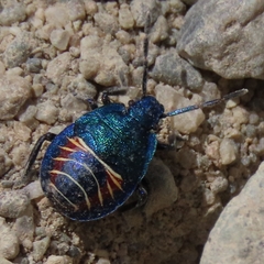 Parajalla sanguineosignata