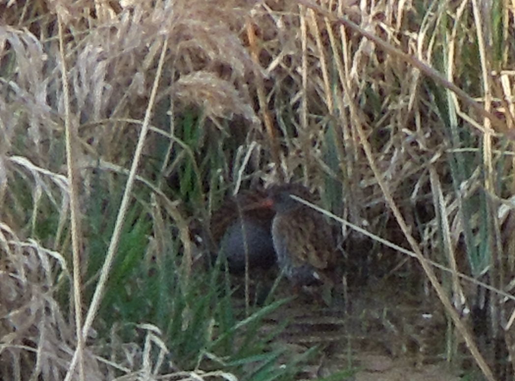 Water Rail