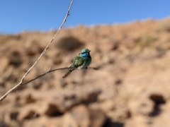 Merops cyanophrys cyanophrys