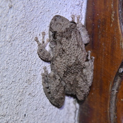Scinax acuminatus