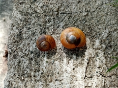 Zachrysia provisoria