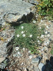 Cherleria circassica
