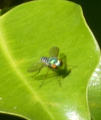 Condylostylus pruinosus