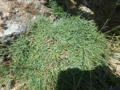 Cherleria circassica