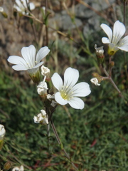 Cherleria circassica