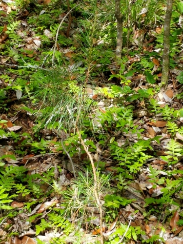 Spruce pine (Pinus glabra)
