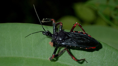 Apiomerus geniculatus