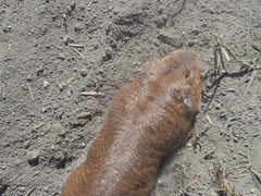 Cratogeomys merriami