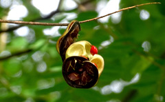 Adenanthera