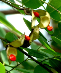 Adenanthera