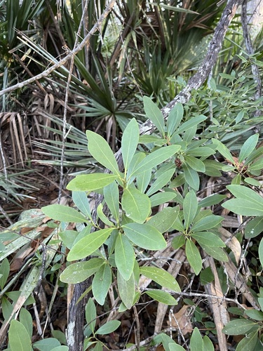 Image of Illicium parviflorum by (c) Brandon Corder, some rights reserved (CC BY)