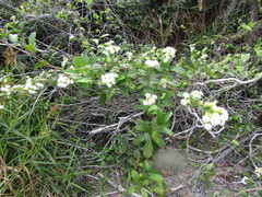 Lantana radula