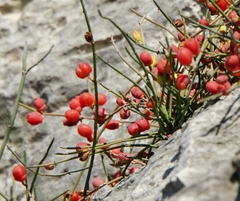 Ephedra distachya
