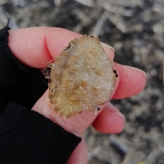 Liocarcinus navigator