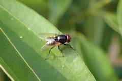 Hydrotaea chalcogaster