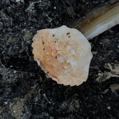 Liocarcinus vernalis