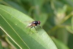 Hydrotaea chalcogaster