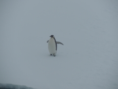 Aptenodytes forsteri