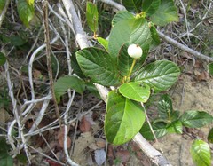 Guettarda platypoda