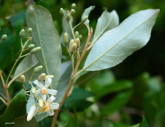 Styrax leprosus