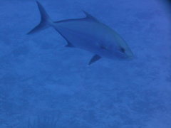 Seriola