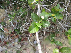 Guettarda platypoda