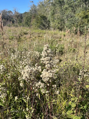 Image of Symphyotrichum elliottii by (c) Brandon Corder, some rights reserved (CC BY)