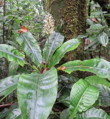 Palisota pedicellata