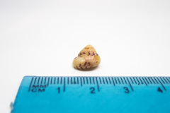 Steromphala divaricata