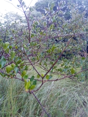 Mascarenhasia