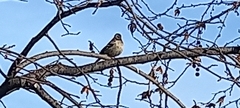 Turdus iliacus