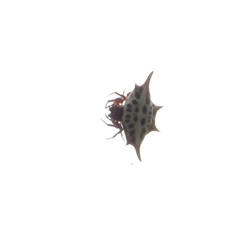 Gasteracantha thomasinsulae