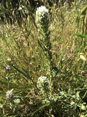 Castilleja attenuata