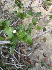 Guettarda platypoda