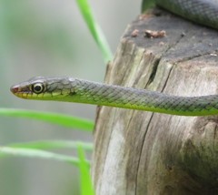 Philothamnus thomensis