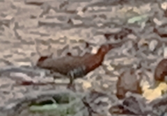 Rallina fasciata
