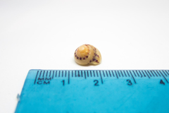 Steromphala divaricata