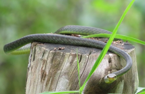 Photo of a Sao Tome Wood Snake (Philothamnus thomensis)